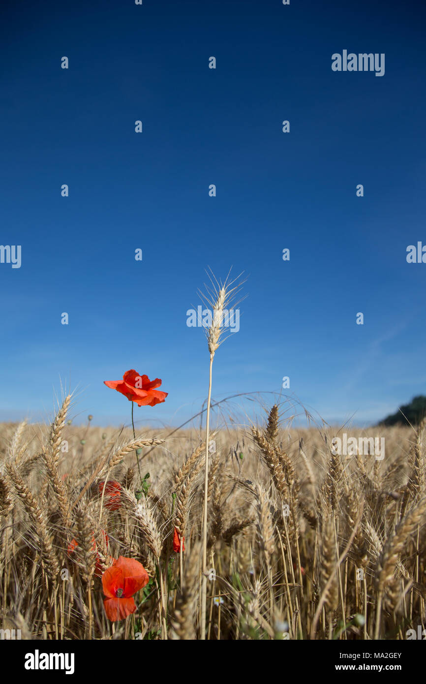 Summer wheat field hi-res stock photography and images - Alamy