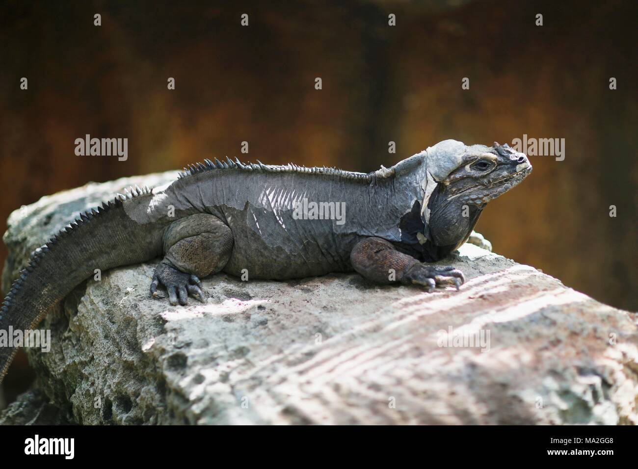 An iguana sunning itself on a stone Stock Photo