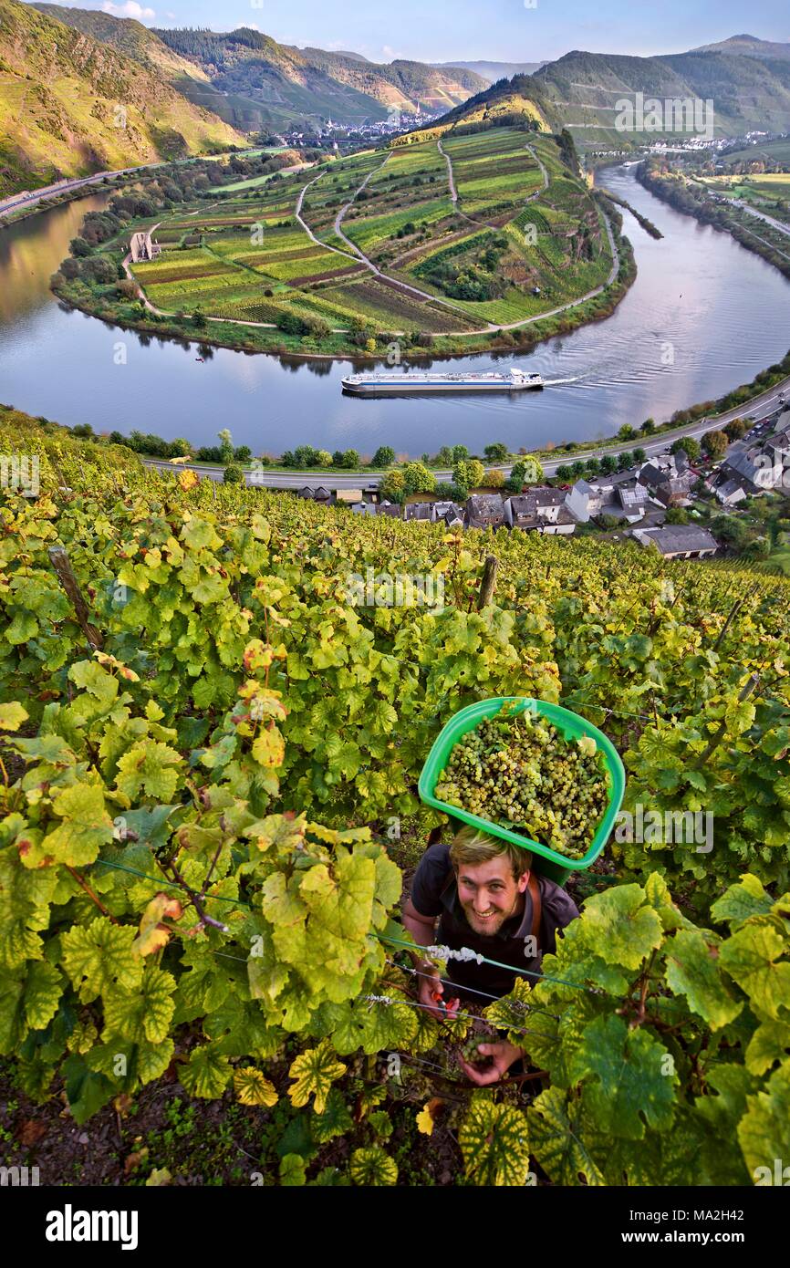 Wine grower Kilian Franzen in his vineyard above Bremm, Rhineland Palatinate, Germany (grape type Riesling) Stock Photo