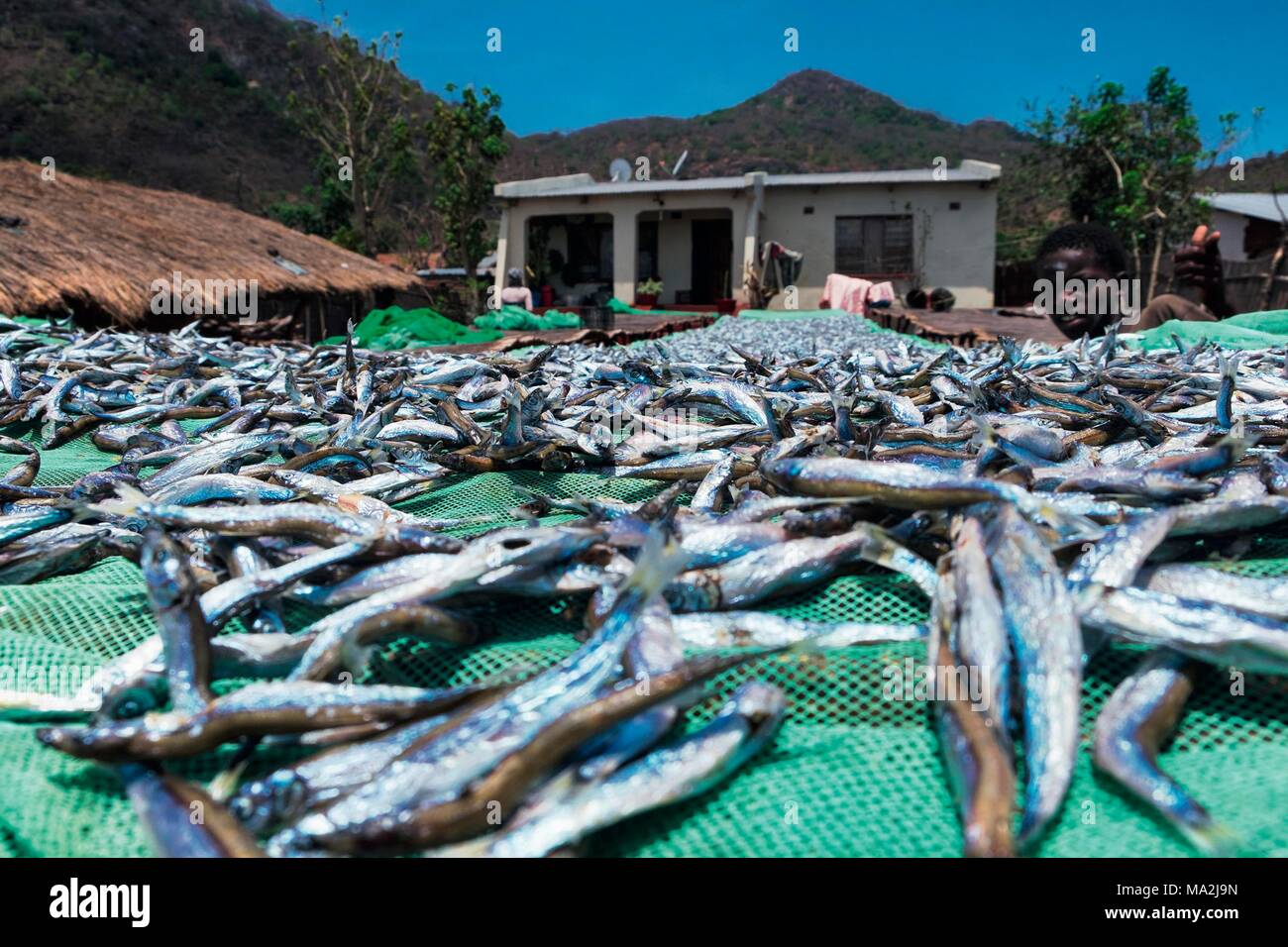 Freshly caught sardines from Lake Malawi (East Africa) Stock Photo