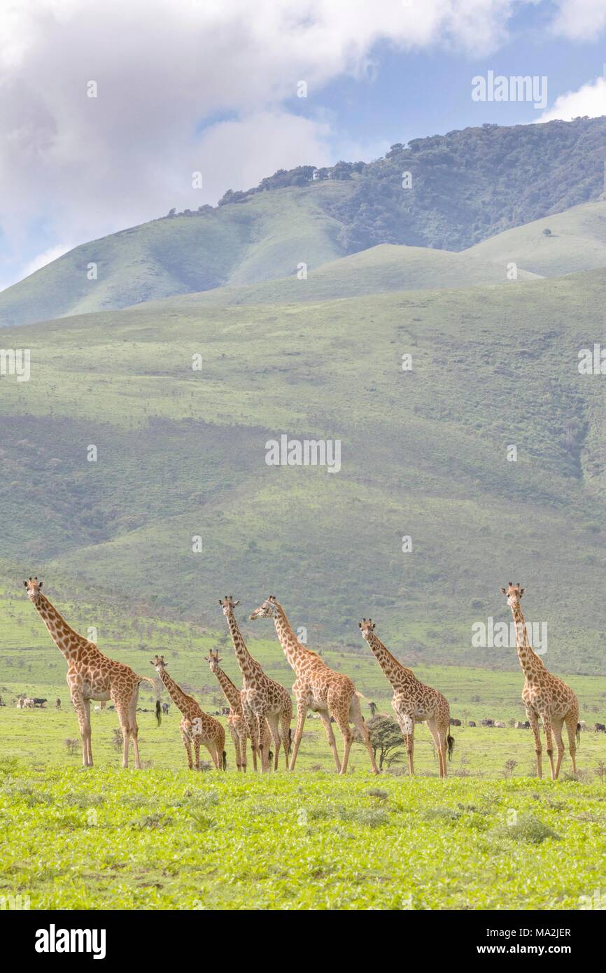 Giraffes in the Ngorongoro crater of the Serengeti, Tanzania, Africa Stock Photo
