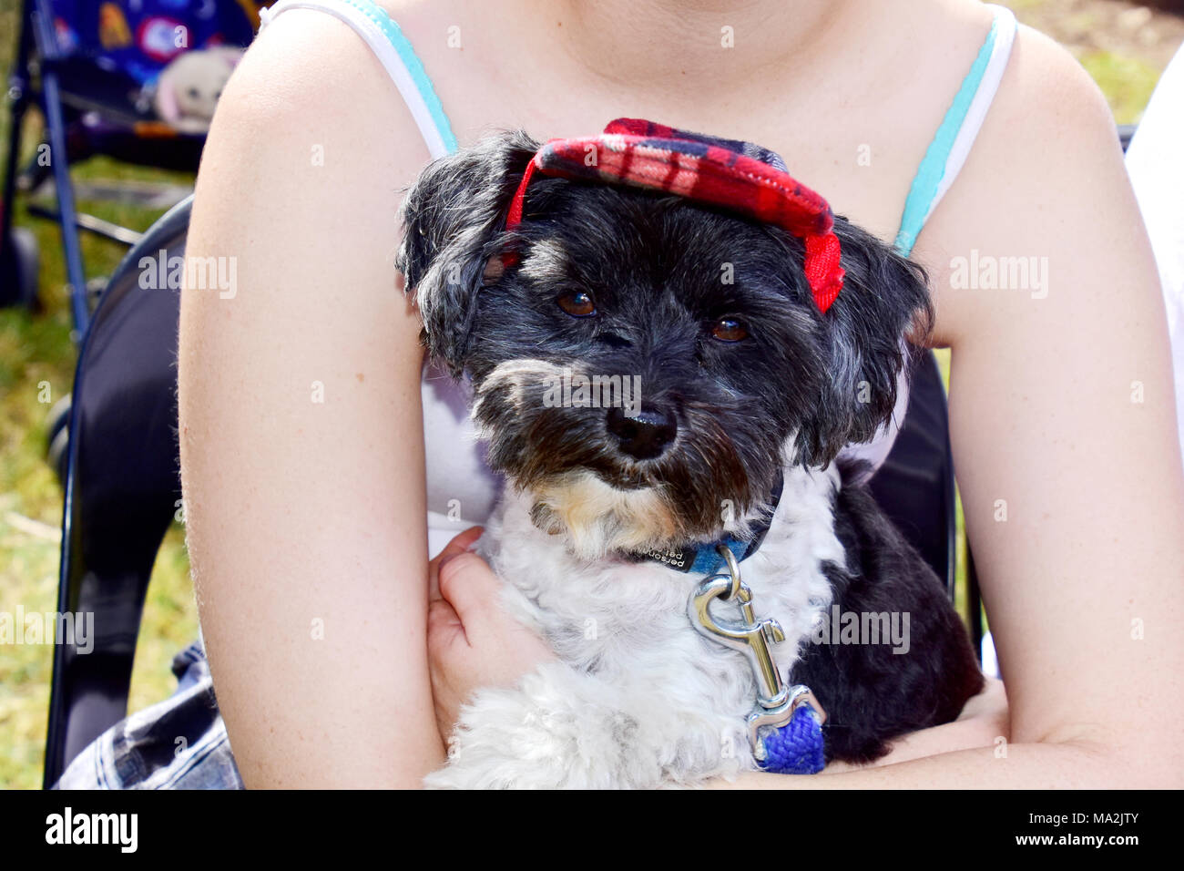 Million paws walk hi-res stock photography and images - Alamy
