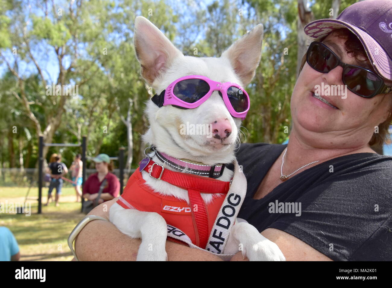 DOG, white dog wearing pink sun glasses Stock Photo