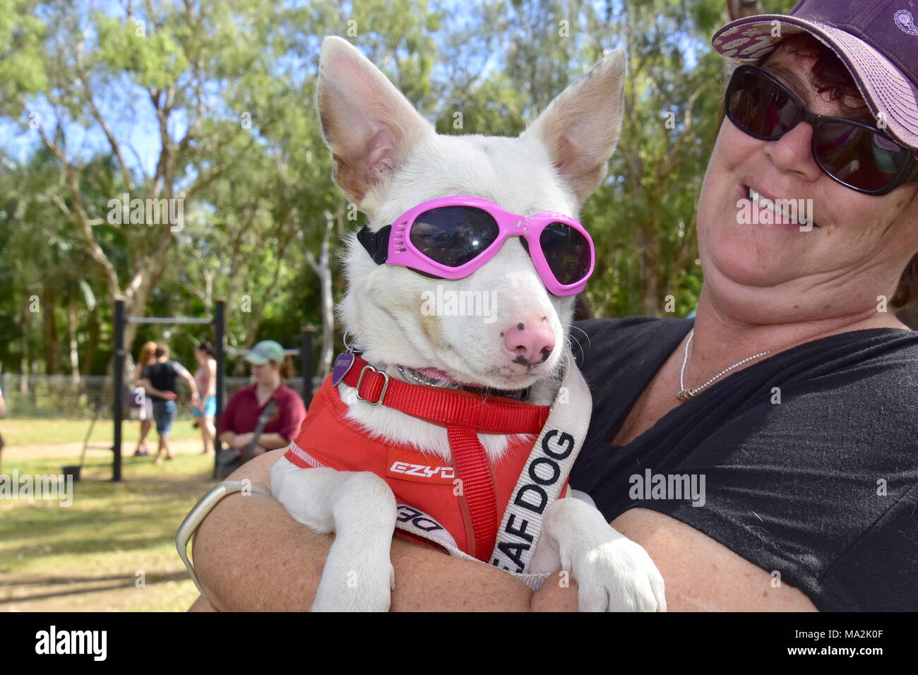 DOG, white dog wearing pink sun glasses Stock Photo