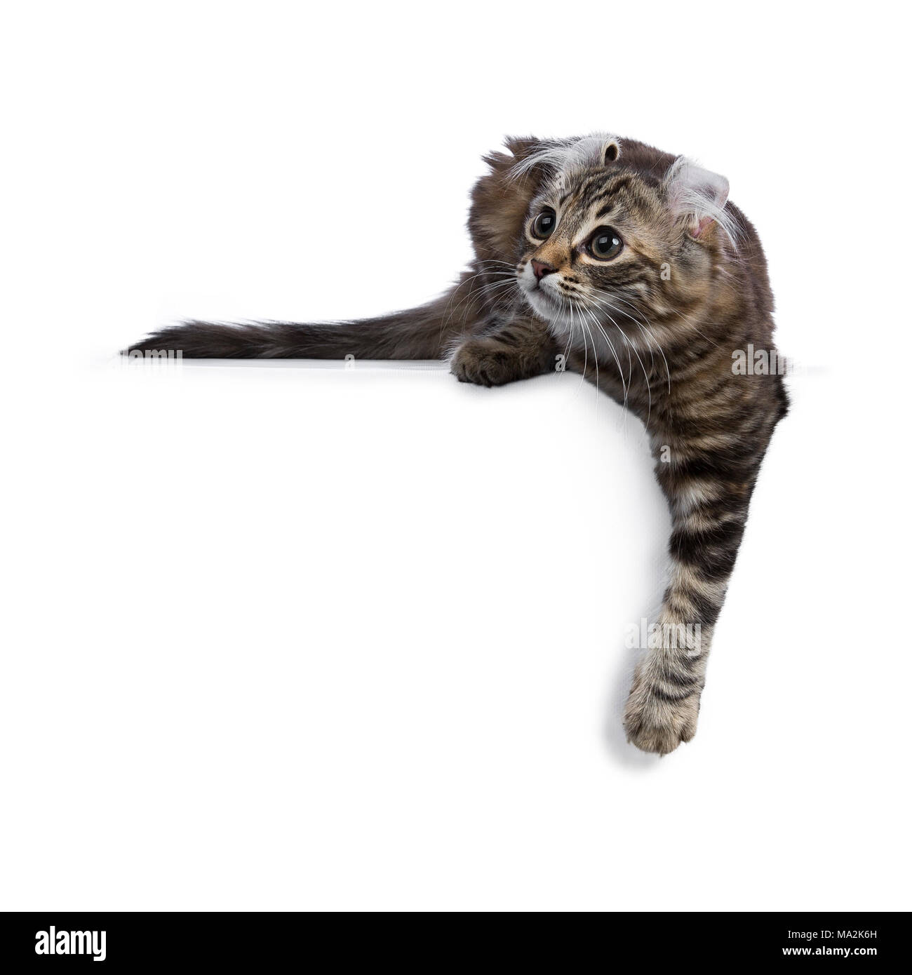 Black tortie tabby American Curl cat / kitten laying down with paw over edge looking side ways isolated on white background Stock Photo