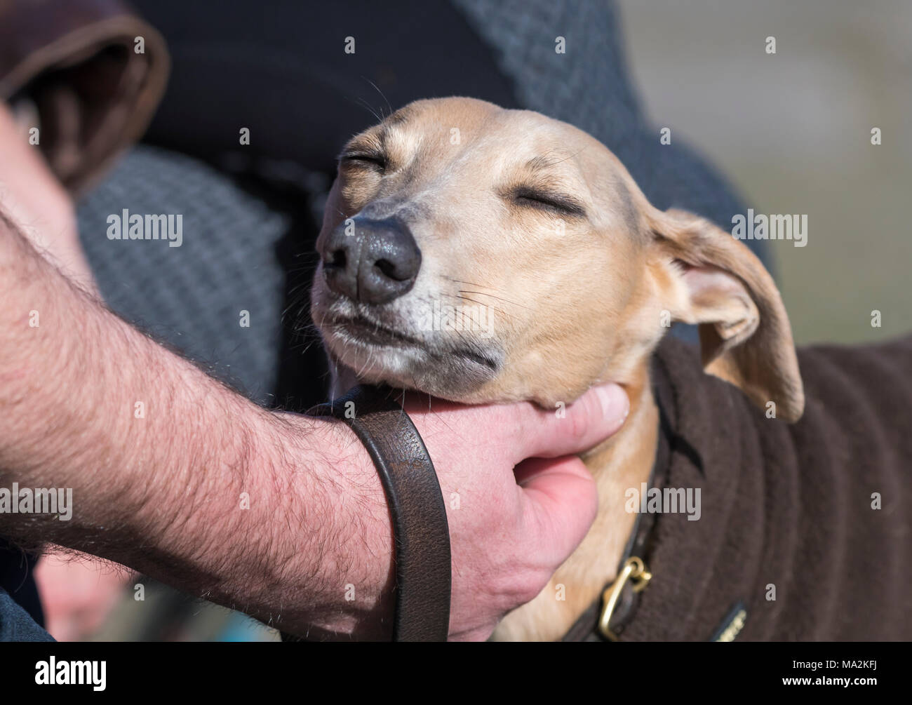 Whippet dog being petted by the owner scratching its head. Petting a dog. Love concept. Stock Photo