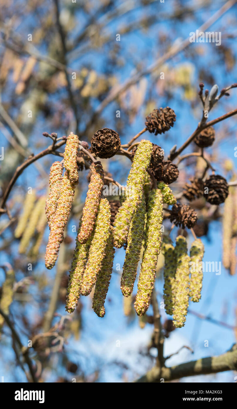 Hazel catkins (Corylus avellana) hanging from a branch in Winter in the UK. Stock Photo