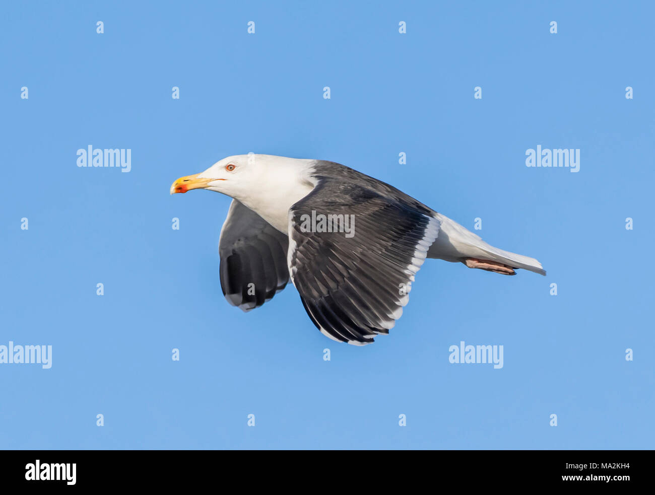 Great Black-Backed Gull (Larus marinus) flying against blue sky in Winter over the sea in Southern England, UK. Stock Photo