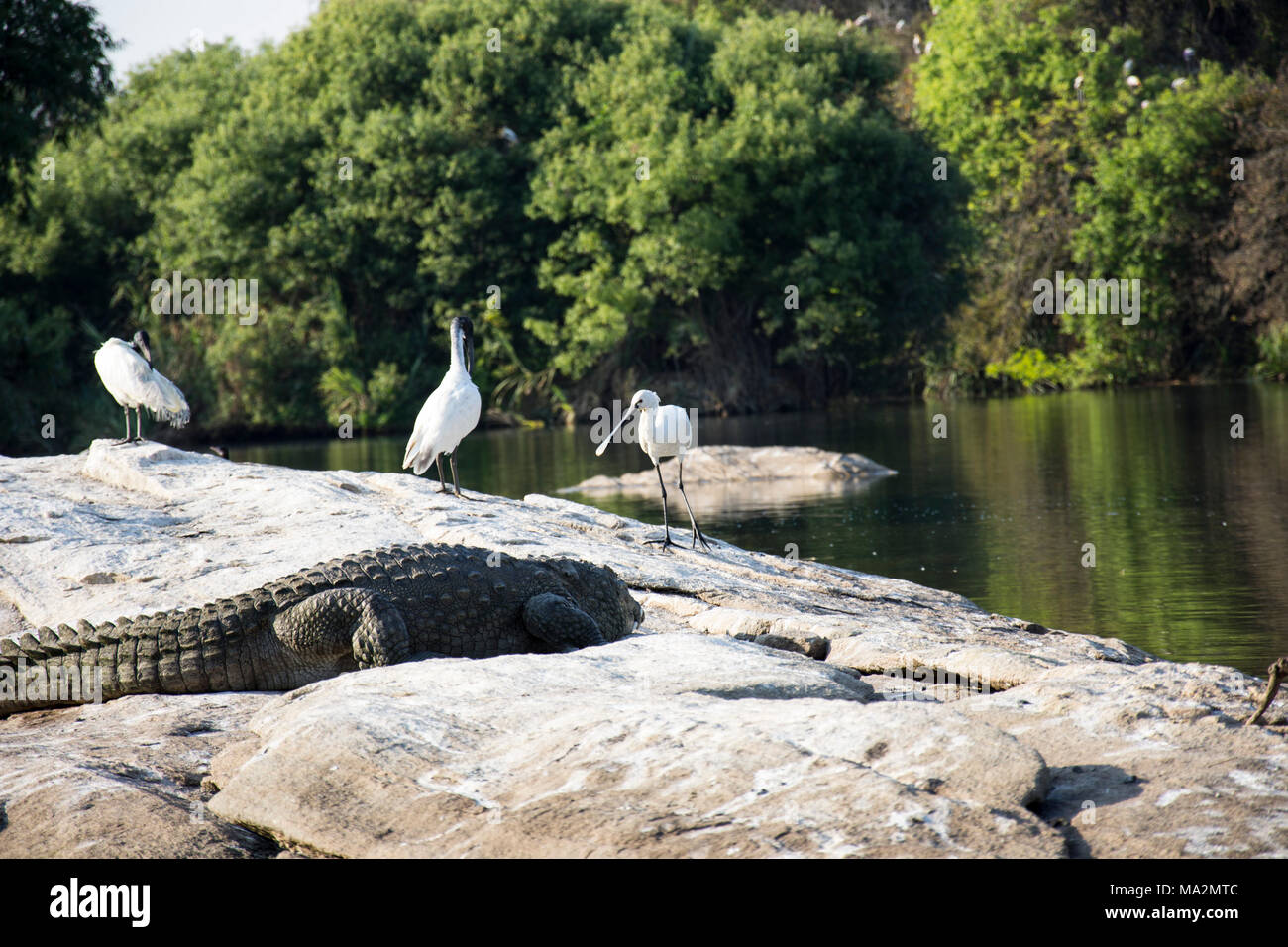 Crocodiles chilling out at Ranganathitu Birds sanctuary. Mandya, Karnataka, India. Stock Photo