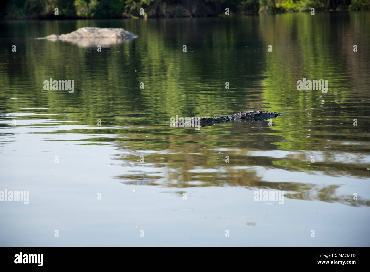Crocodiles chilling out at Ranganathitu Birds sanctuary. Mandya, Karnataka, India. Stock Photo