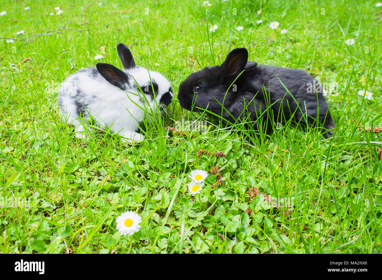 domestic rabbit,lawn,green,bunny,kit Stock Photo Alamy
