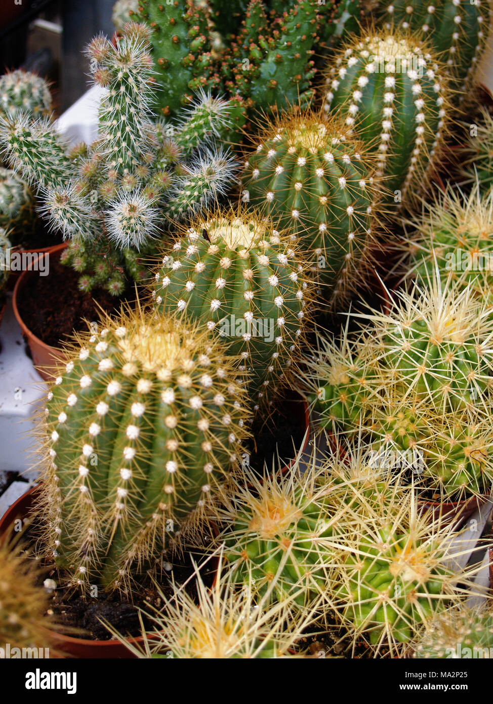 Cacti variety hires stock photography and