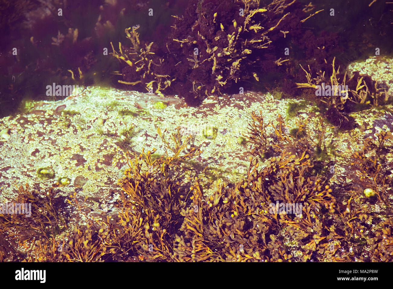 seaweed in shallow water seen from above the surface Stock Photo