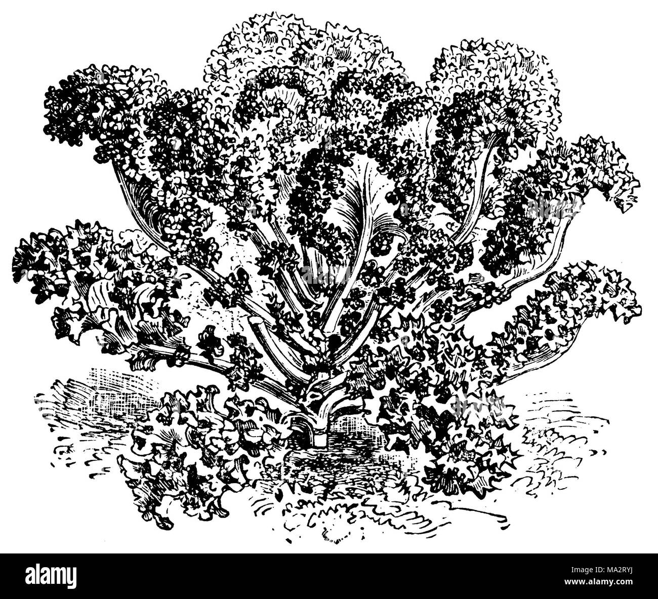 Kale art hires stock photography and images Alamy