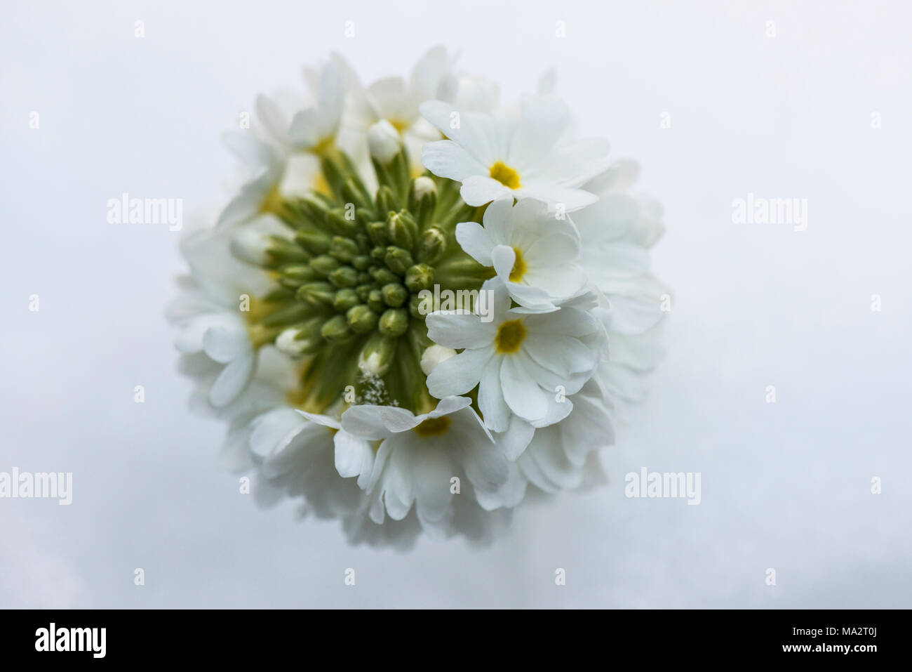 A white drumstick primrose (Primula denticulata) in the snow Stock Photo