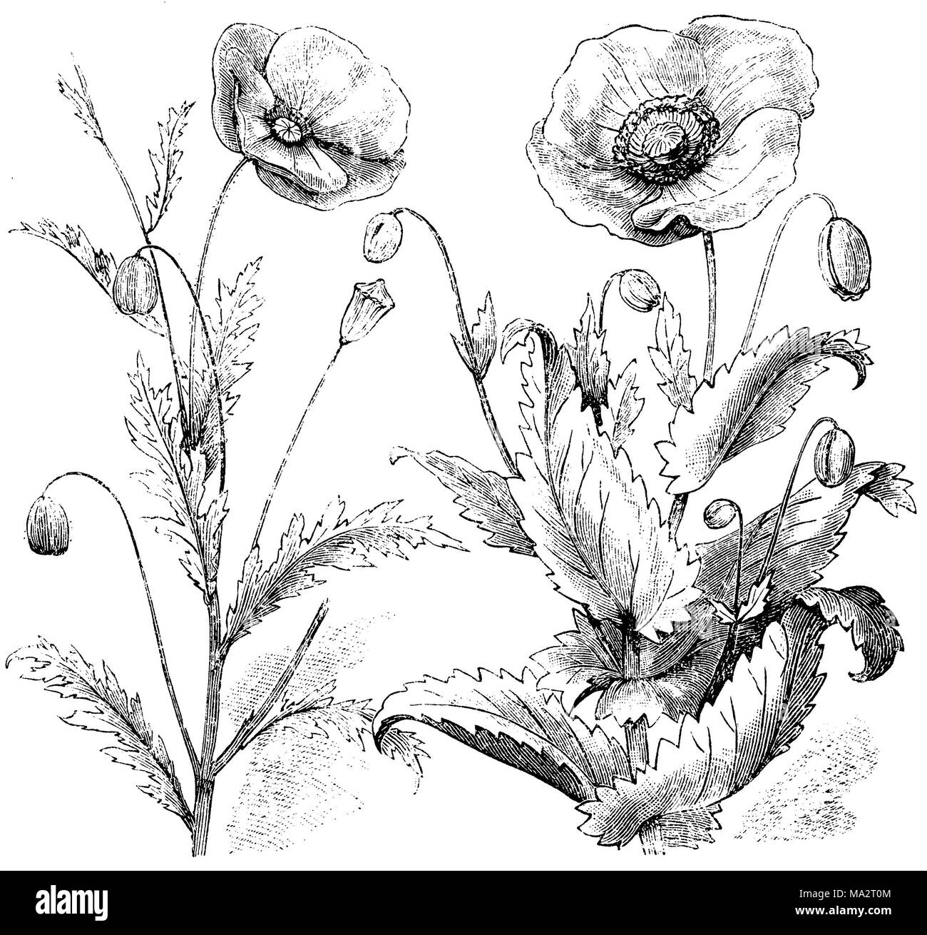 Common Poppy <Papaper rhoeas> and Opium Poppy <Papaver somniferum> Stock Photo