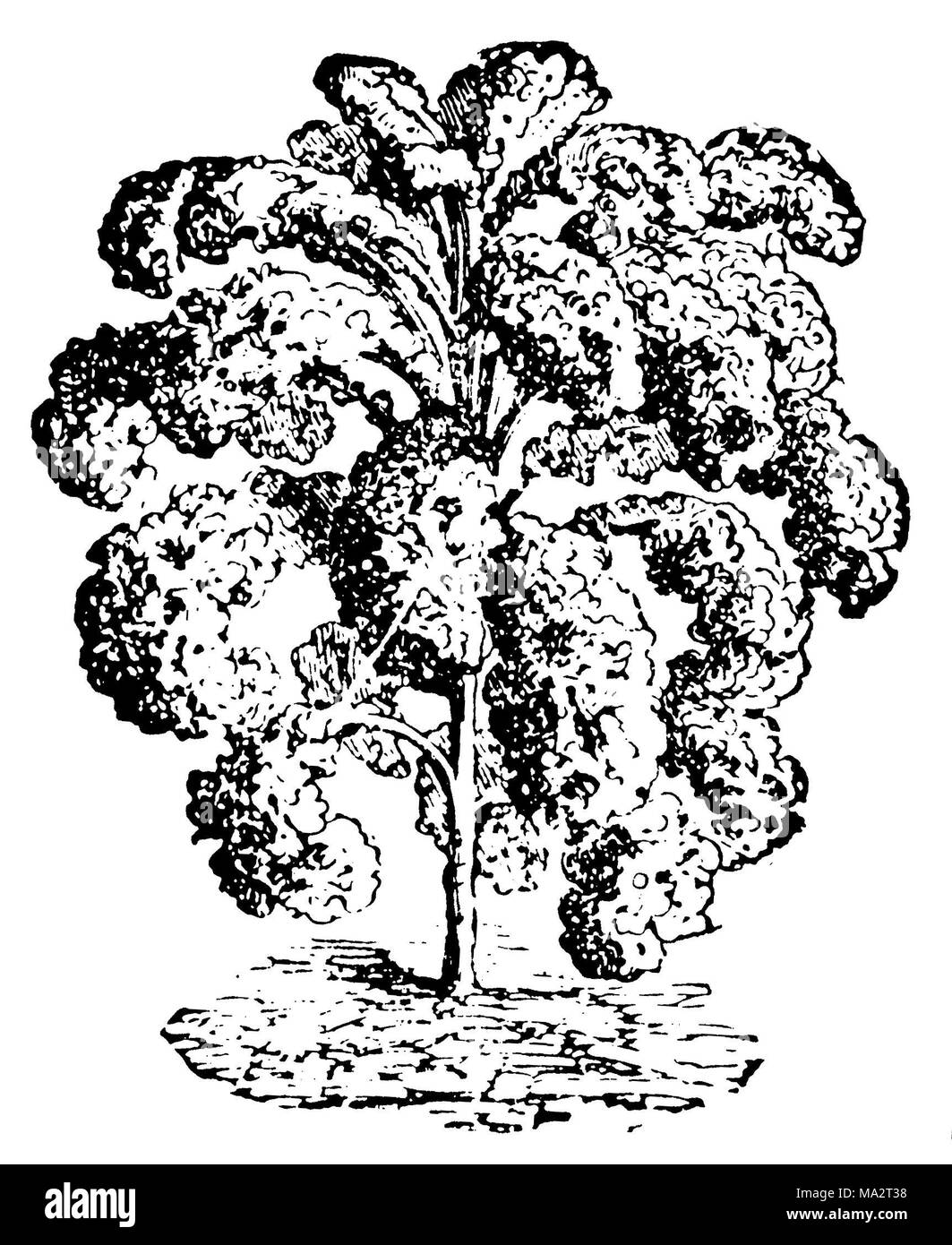 Kale illustration Black and White Stock Photos & Images Alamy