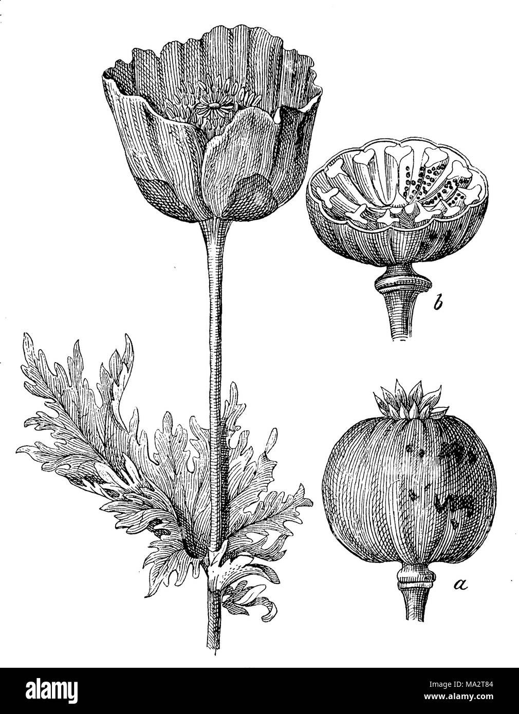 Opium Poppy Black and White Stock Photos & Images - Alamy