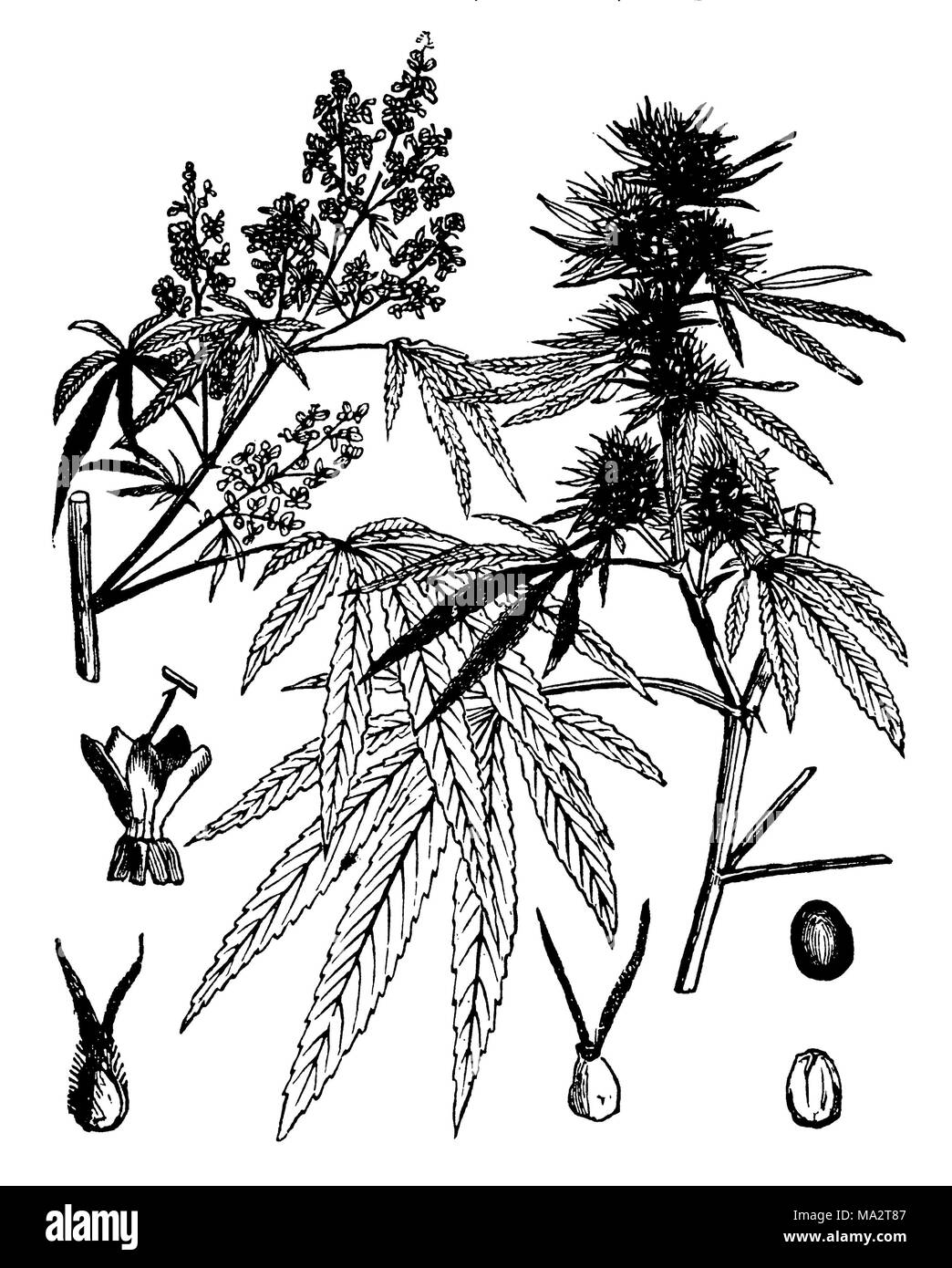 Hemp <Cannabis sativa> Stock Photo