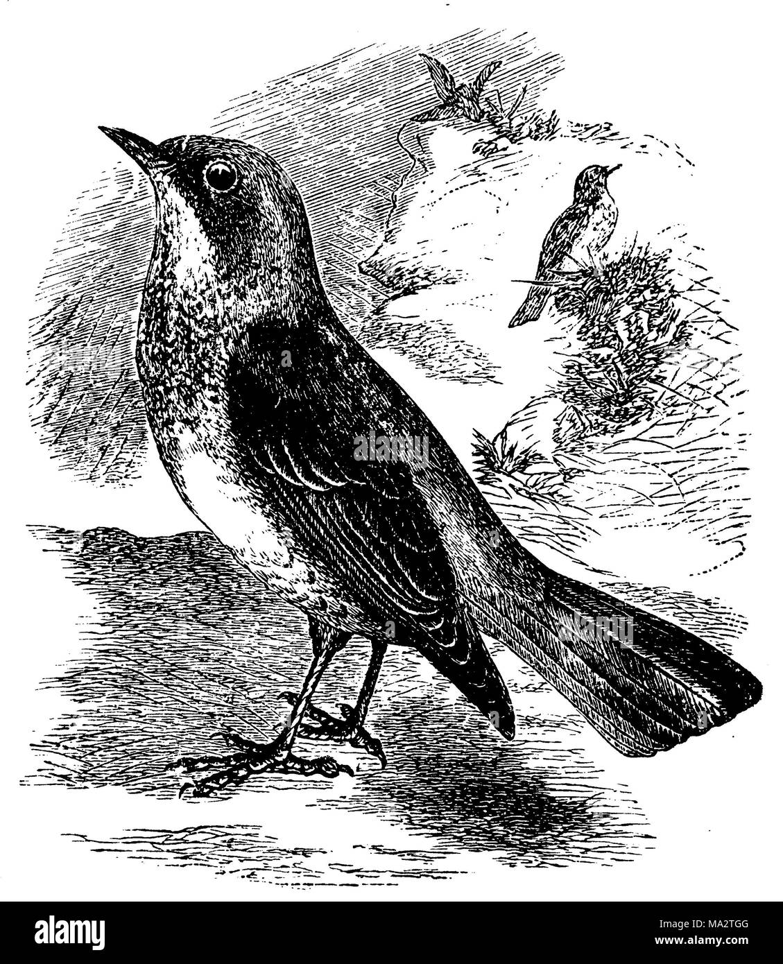 fieldfare Stock Photo