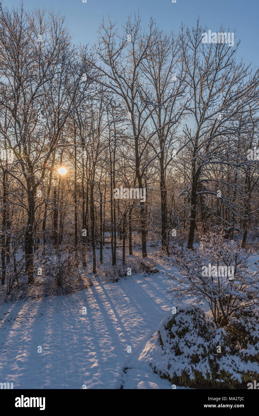 snowy winter woods at sunrise with the sun casting beams of light ...