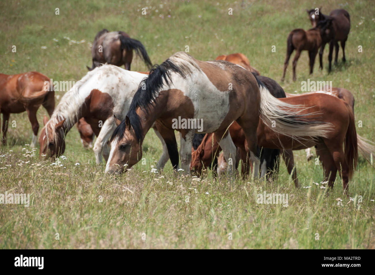 Montana wild horses hi-res stock photography and images - Alamy