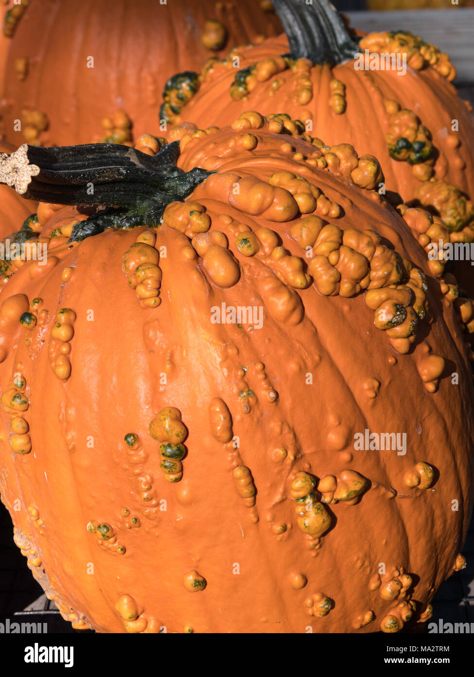 vertical orange pumpkin with bumpy texture Stock Photo
