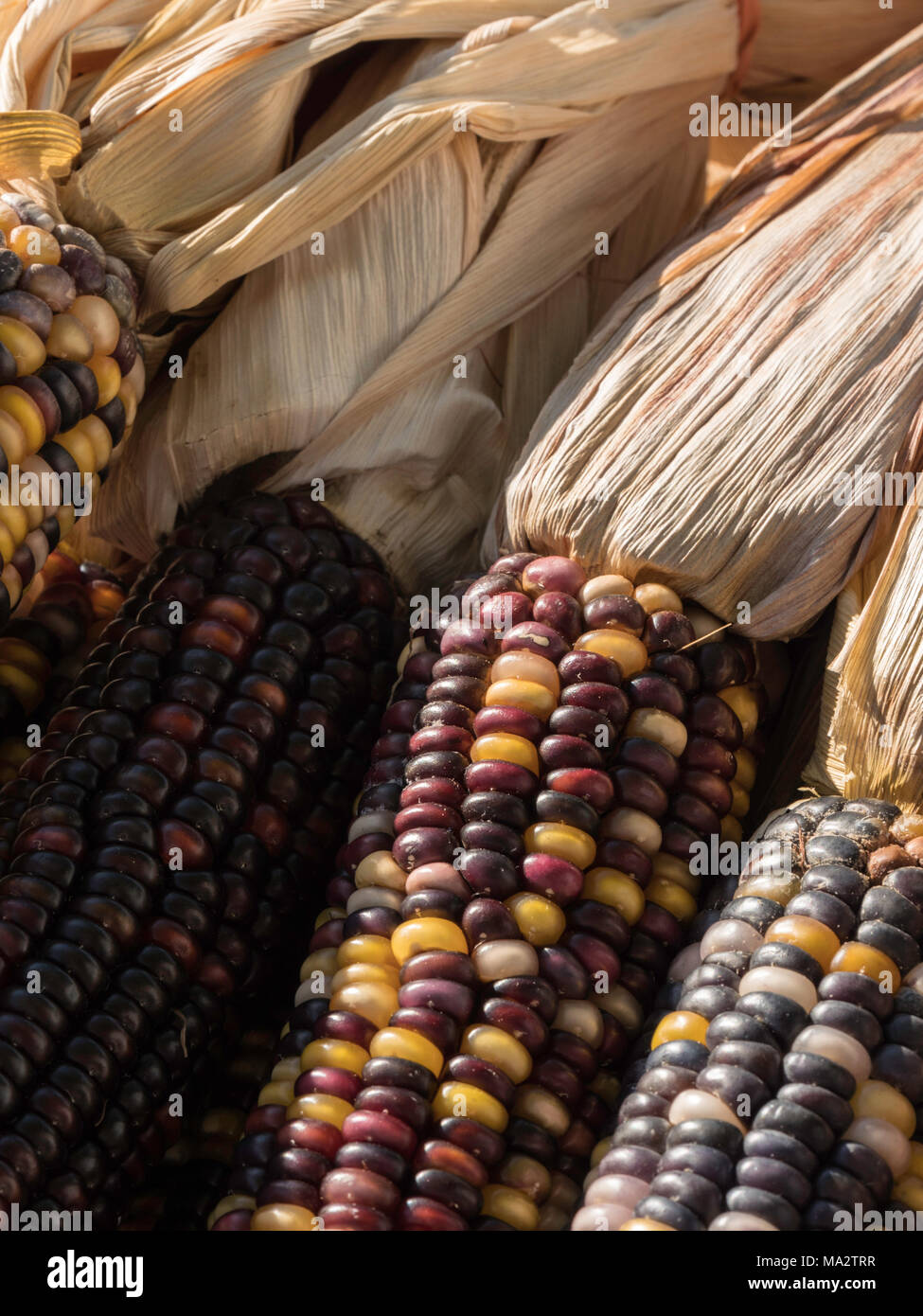 vertical close up of a bunch of dark multi colored Indian corn Stock Photo