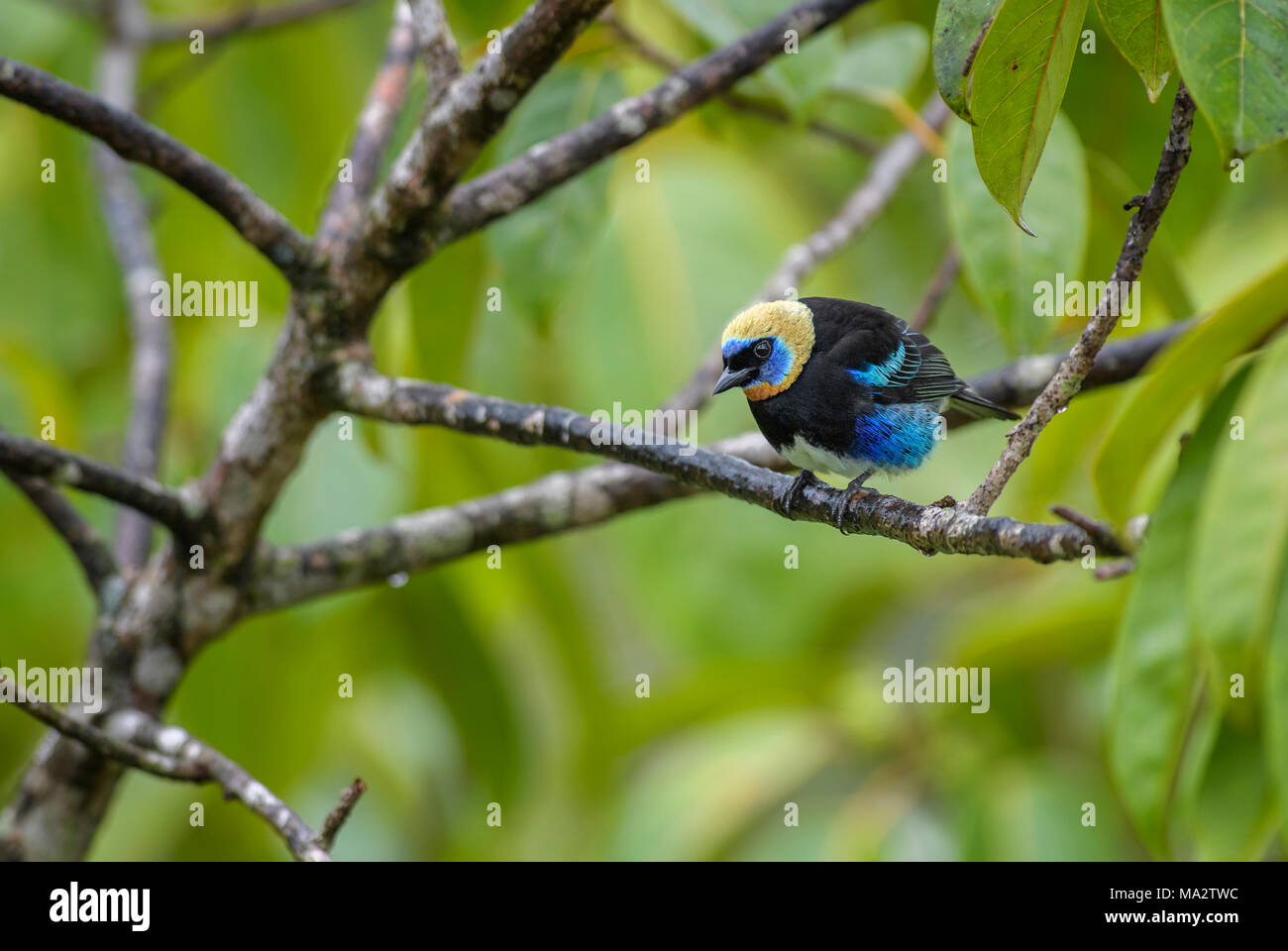 Golden-hooded Tanager - Tangara larvata, beautiful colorful perching bird with golden head from Costa Rica forest. Stock Photo