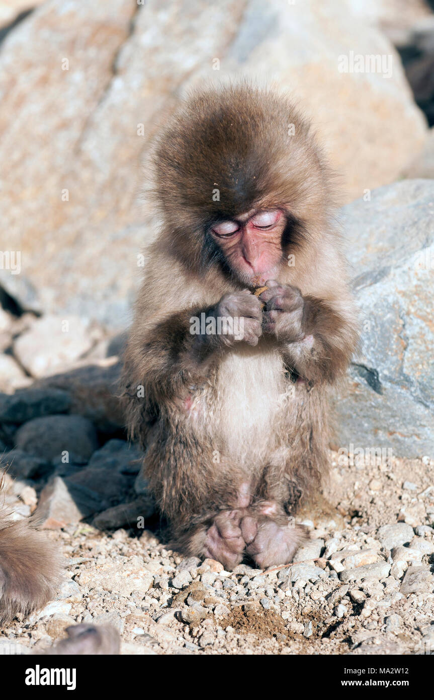Page 3 Macaca Fuscata Baby High Resolution Stock Photography And Images Alamy