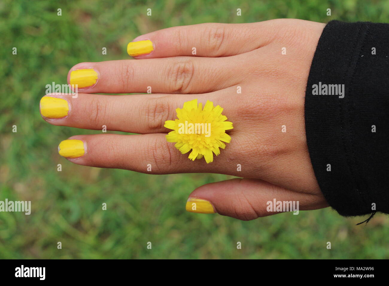 Hand that holding head yellow flower between the fingers, with yellow nail polish Stock Photo