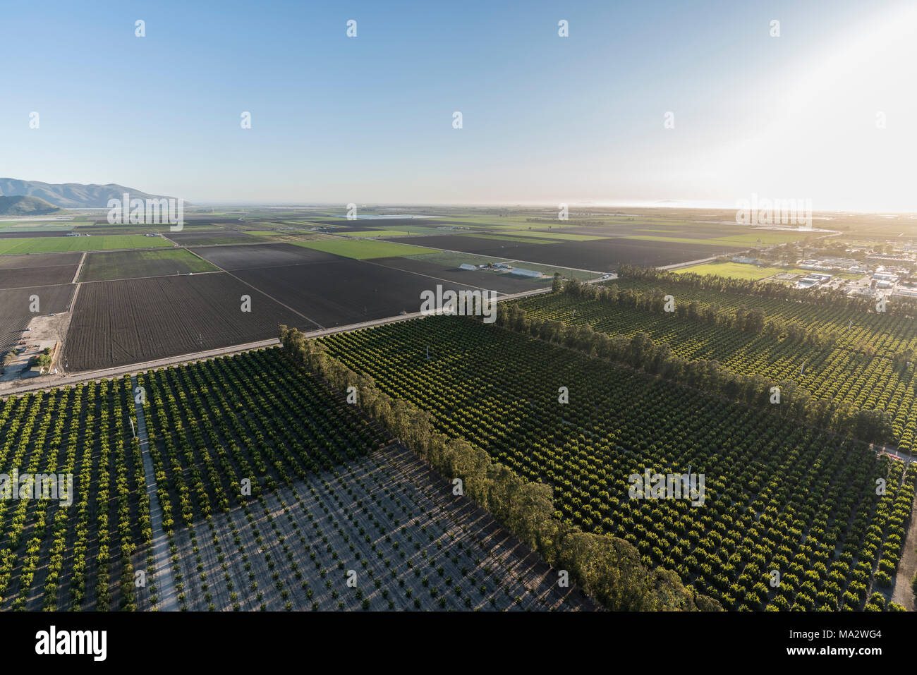 Aerial view of coastal farm fields and orchards near Camarillo in