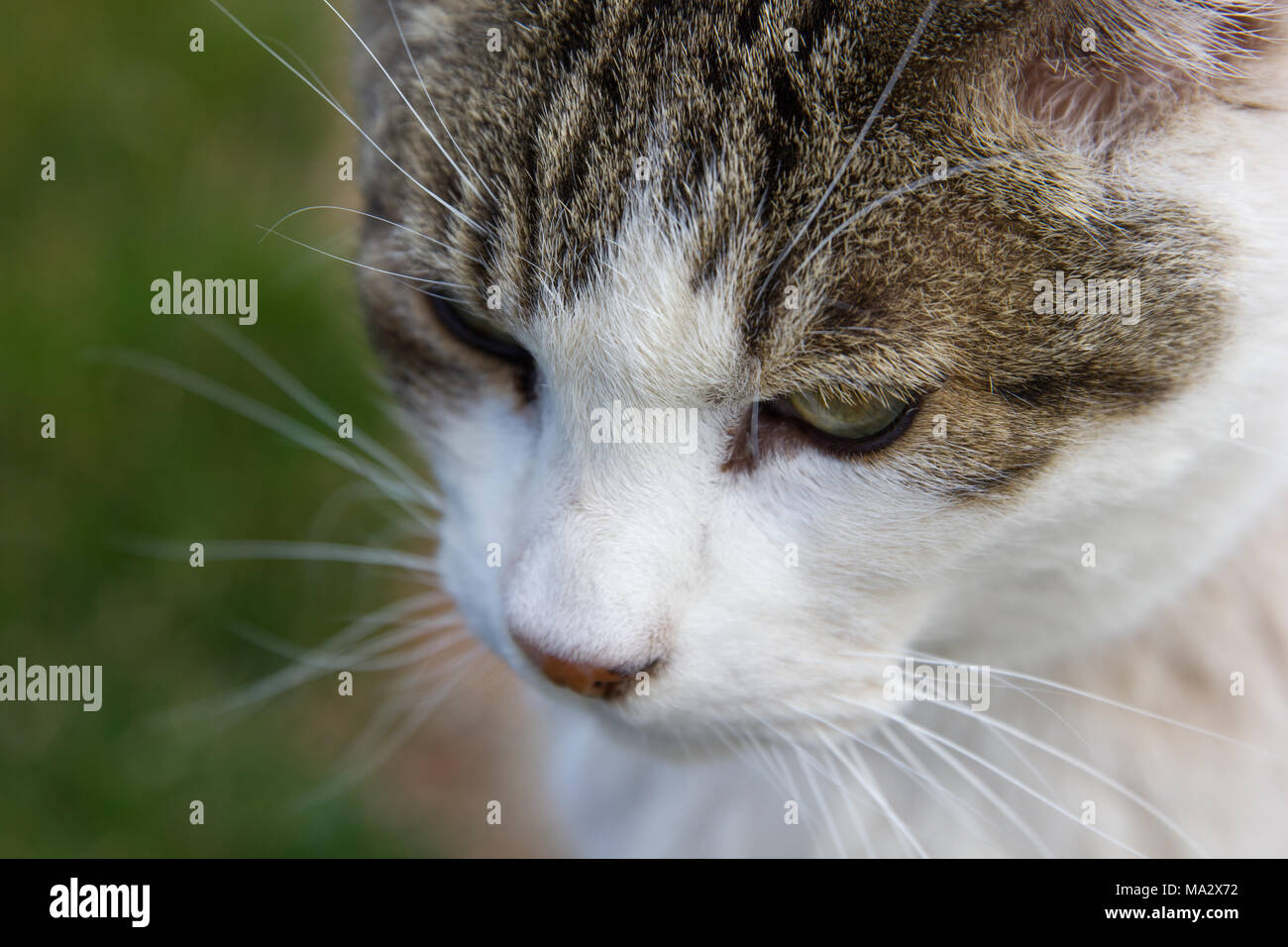 Close up of adult male tabby with green eyes and giant whiskers Stock Photo