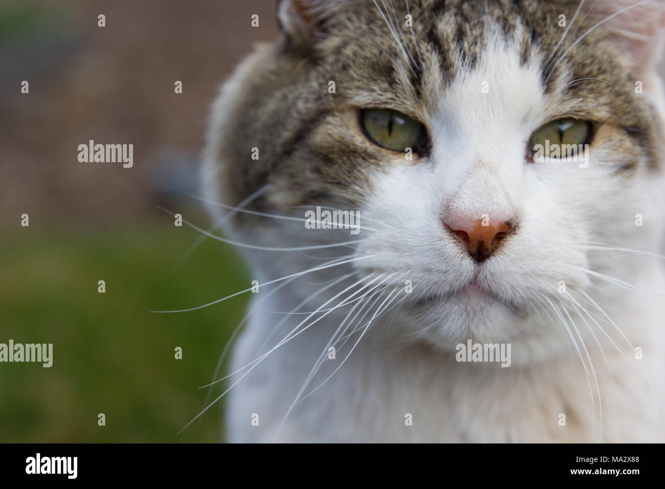 Close up of adult male tabby with green eyes and giant whiskers Stock Photo