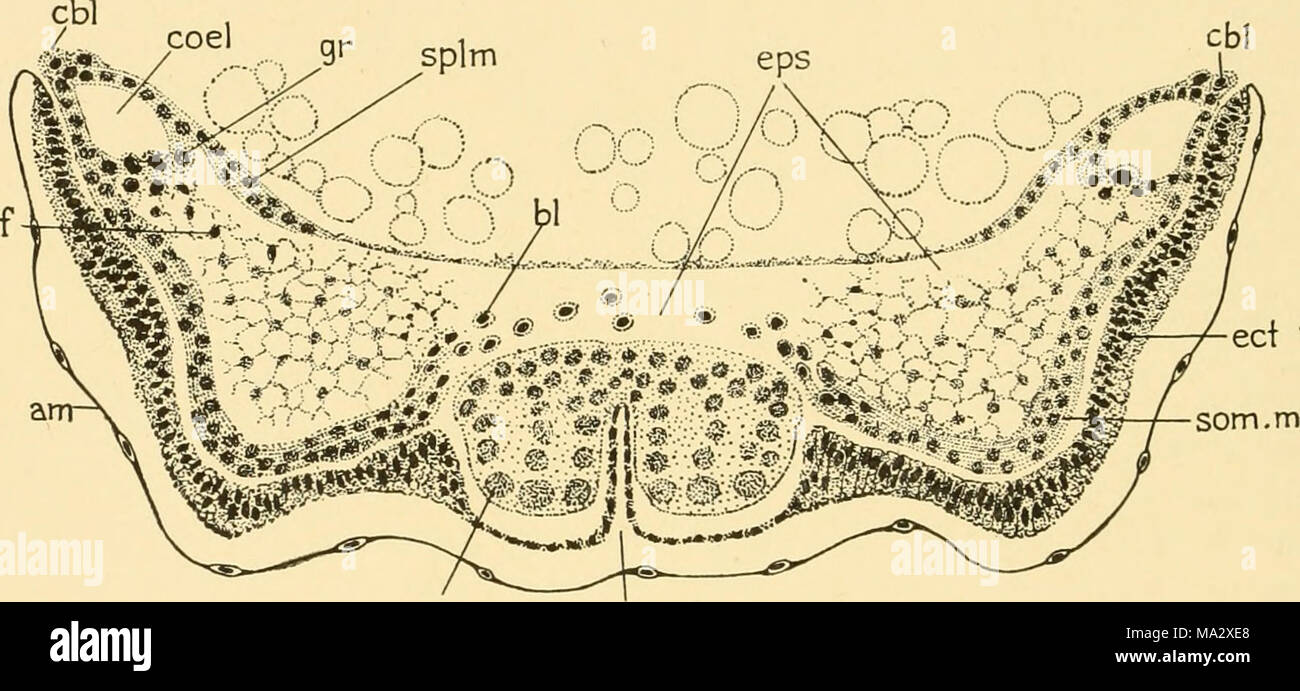 Baby Cell Insect . Embryology of insects and myriapods; the developmental history of ...