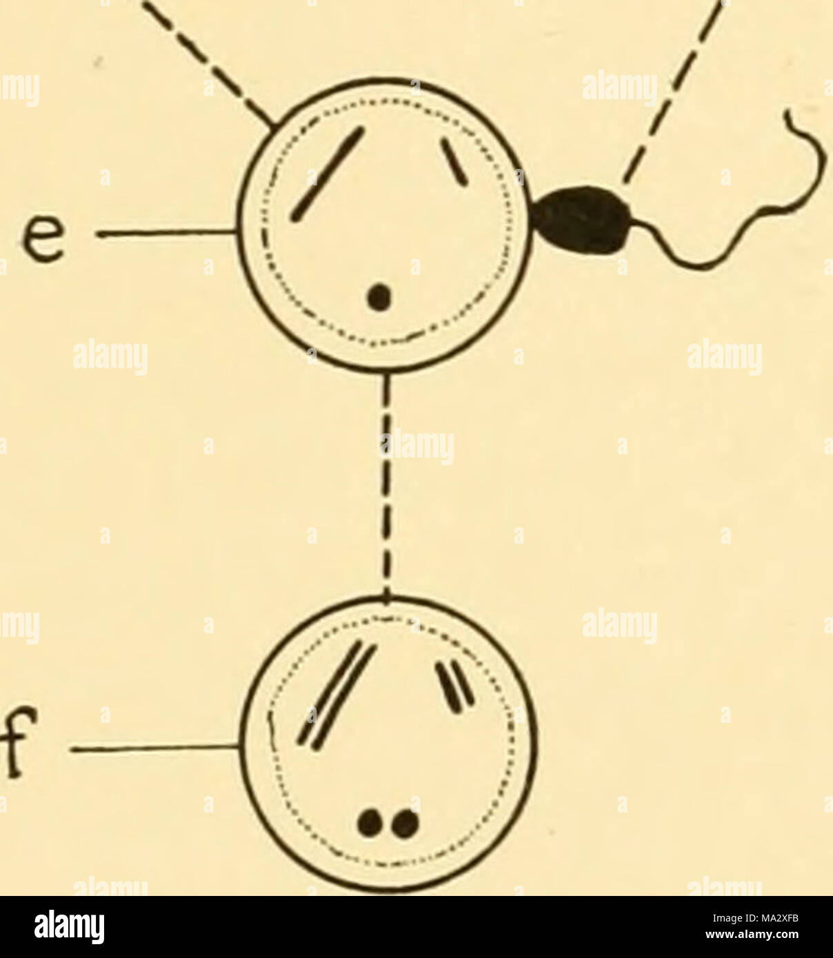 Baby Cell Insect . Embryology of insects and myriapods; the developmental history of ...