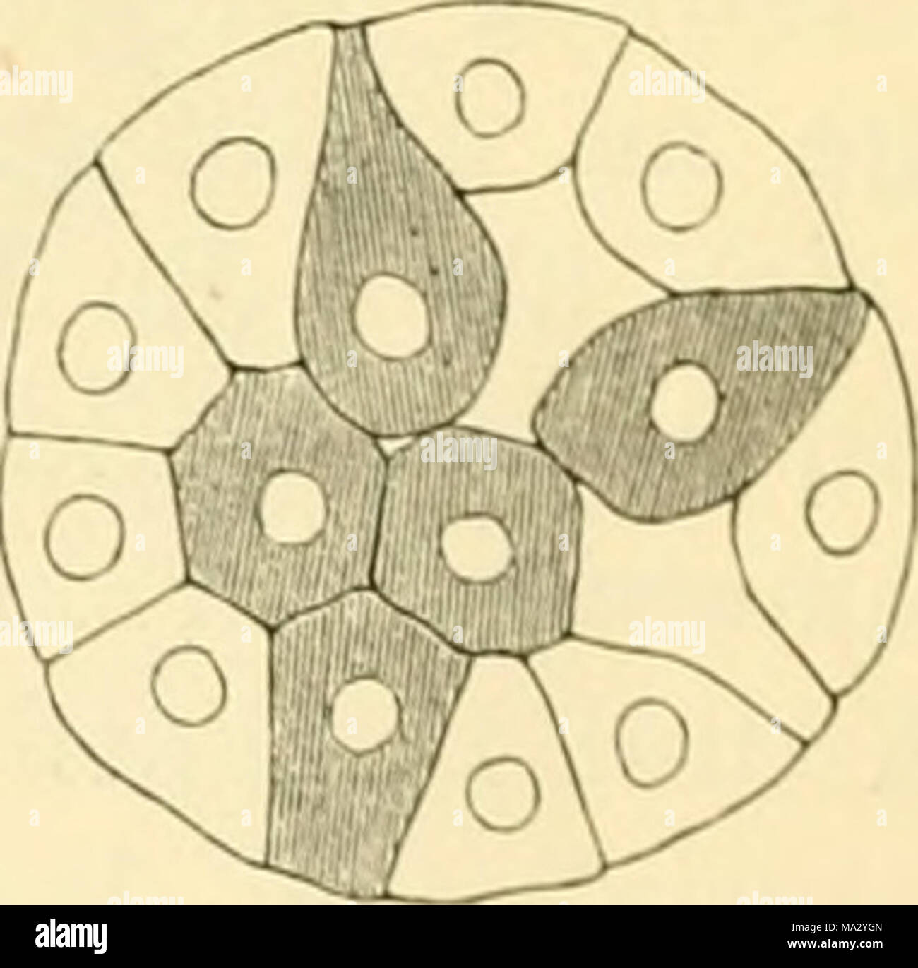 ebook Microvascular Decompression Surgery