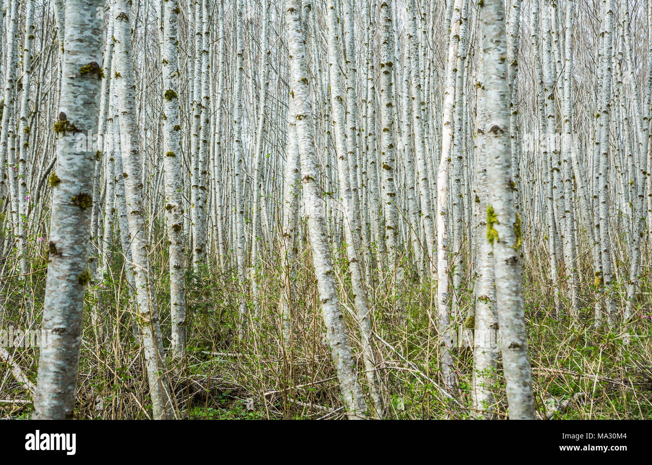 A dense woodland of Red Alder trees near Forks, Washington, USA. Stock Photo