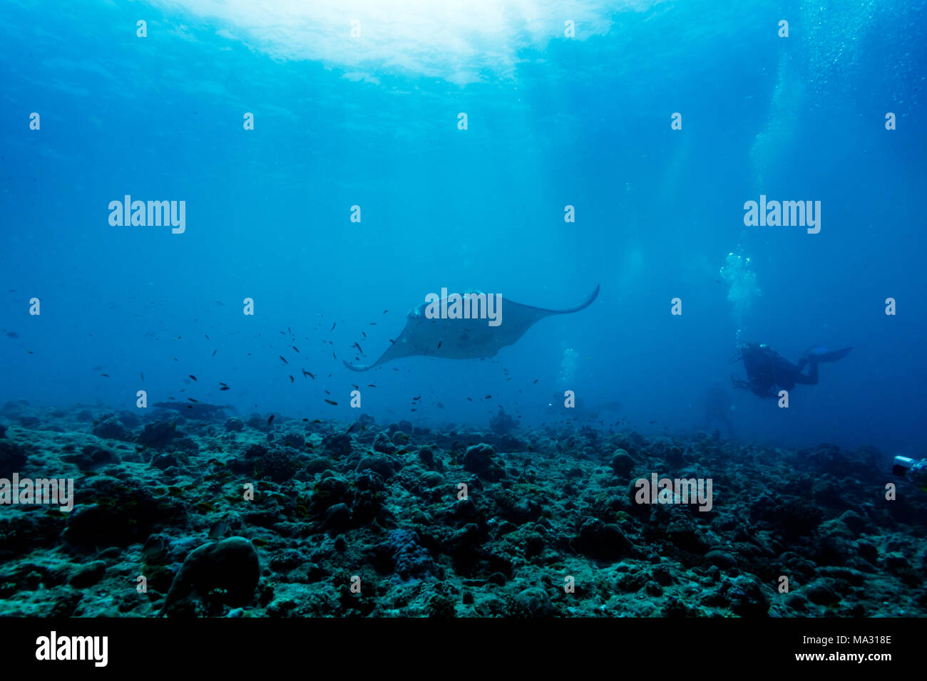 Giant manta ray, Manta birostris, swims over coral reef as divers and photographer watch Stock Photo