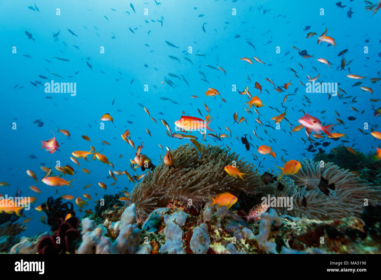 Miniata Cod School of Coral Cod , Cephalopholis miniata, and clown fish swim on ...