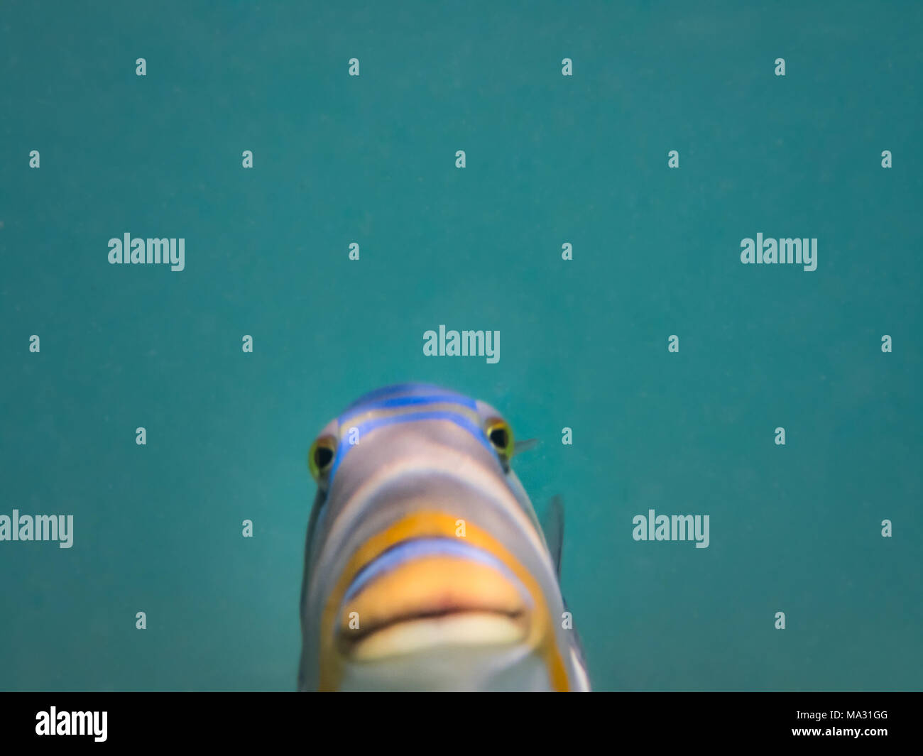 Fish face up close hi-res stock photography and images - Alamy