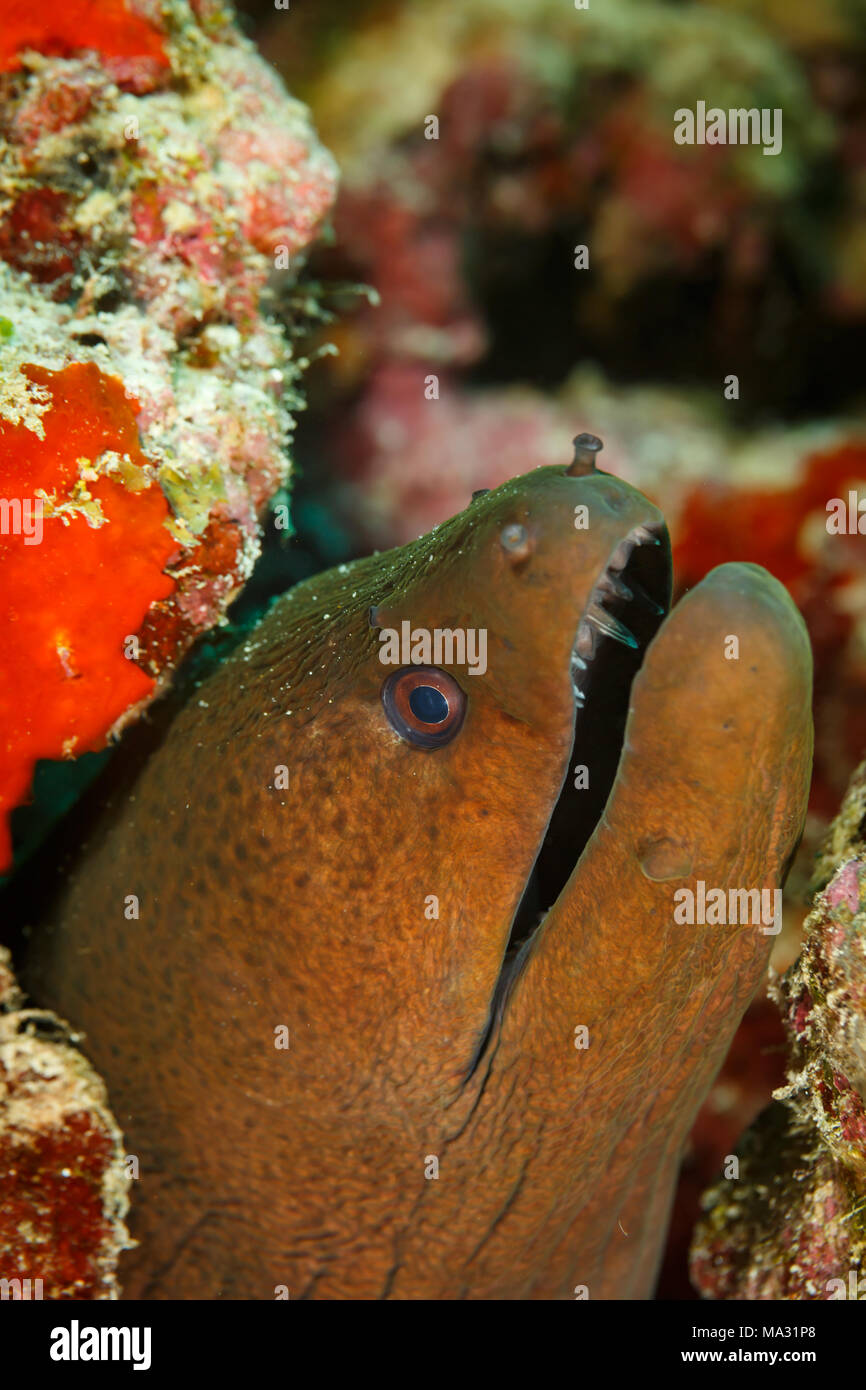 Closeup of head of Moray eel emerging from coral reef cave Stock Photo