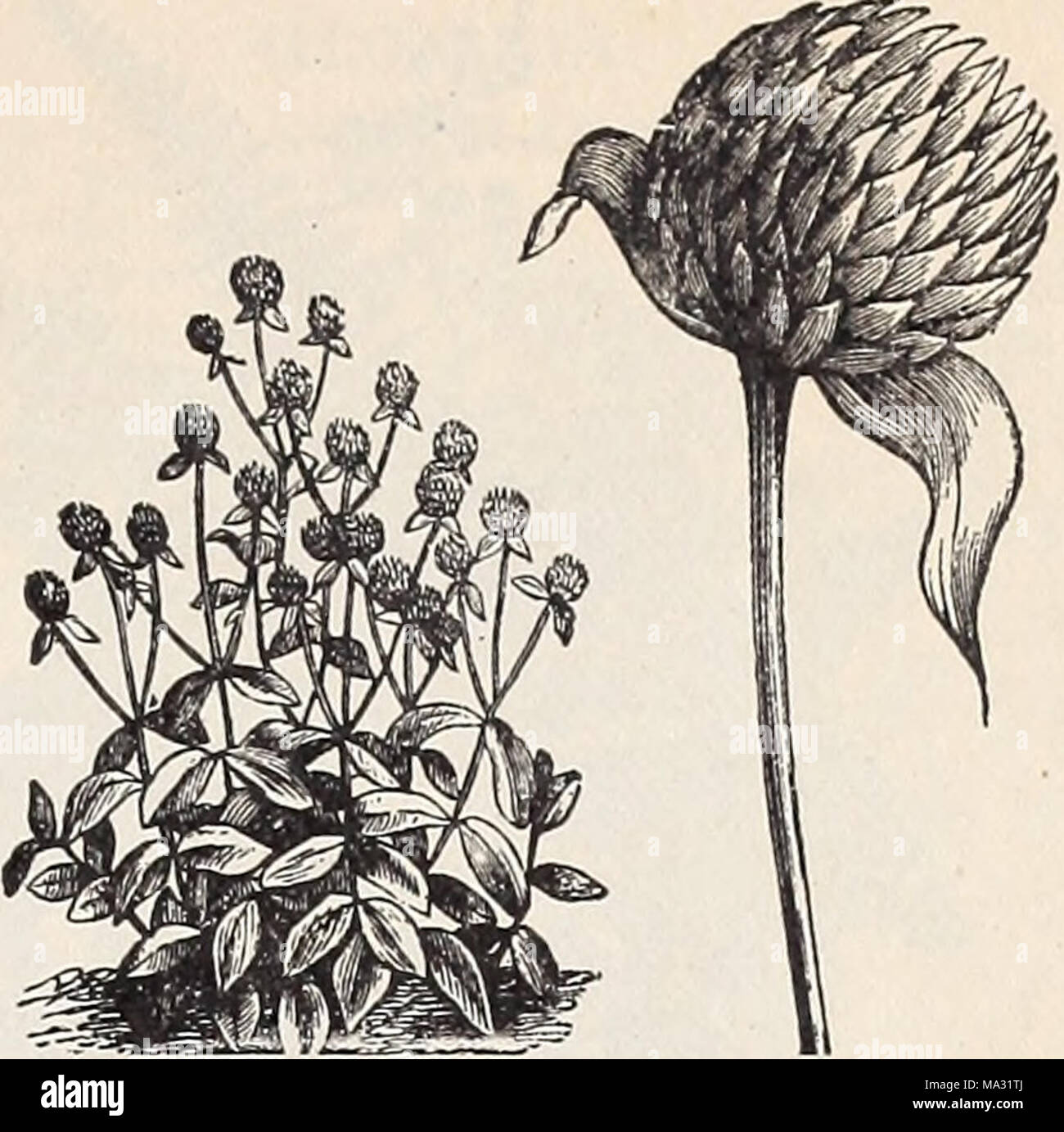 . Ely's catalogue of flower seeds Stock Photo Alamy