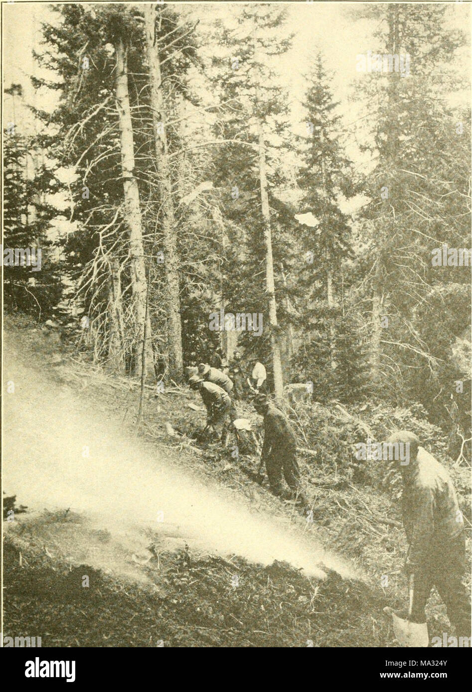 . El Servicio forestal de los Estados Unidos Stock Photo
