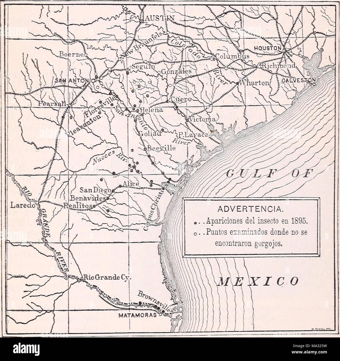 . El picudo o Gorgojo Mexicano de la Capsula del Algodon (Anthonomus grandis Boh.) Stock Photo