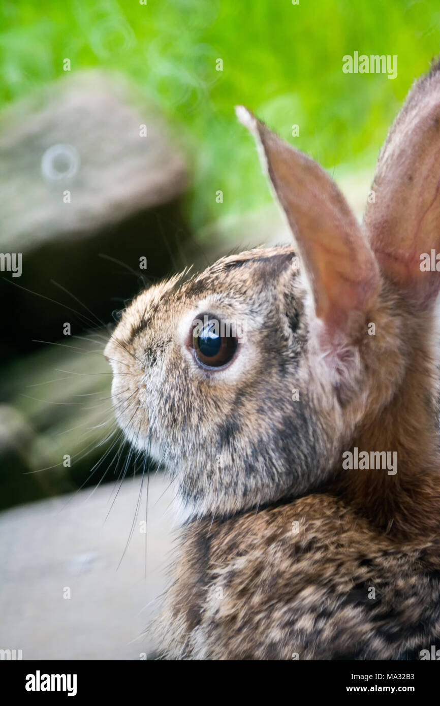 rabbit on deck Stock Photo Alamy