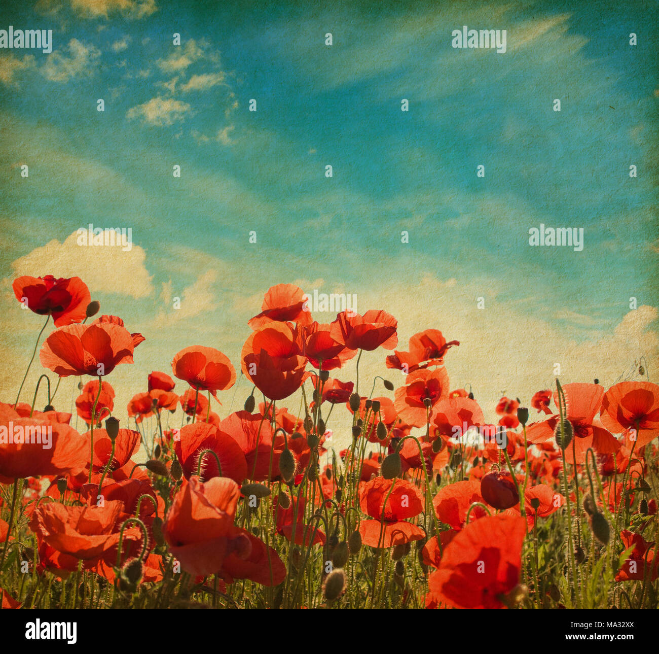 Field of poppies against blue sky with white clouds. Added paper ...