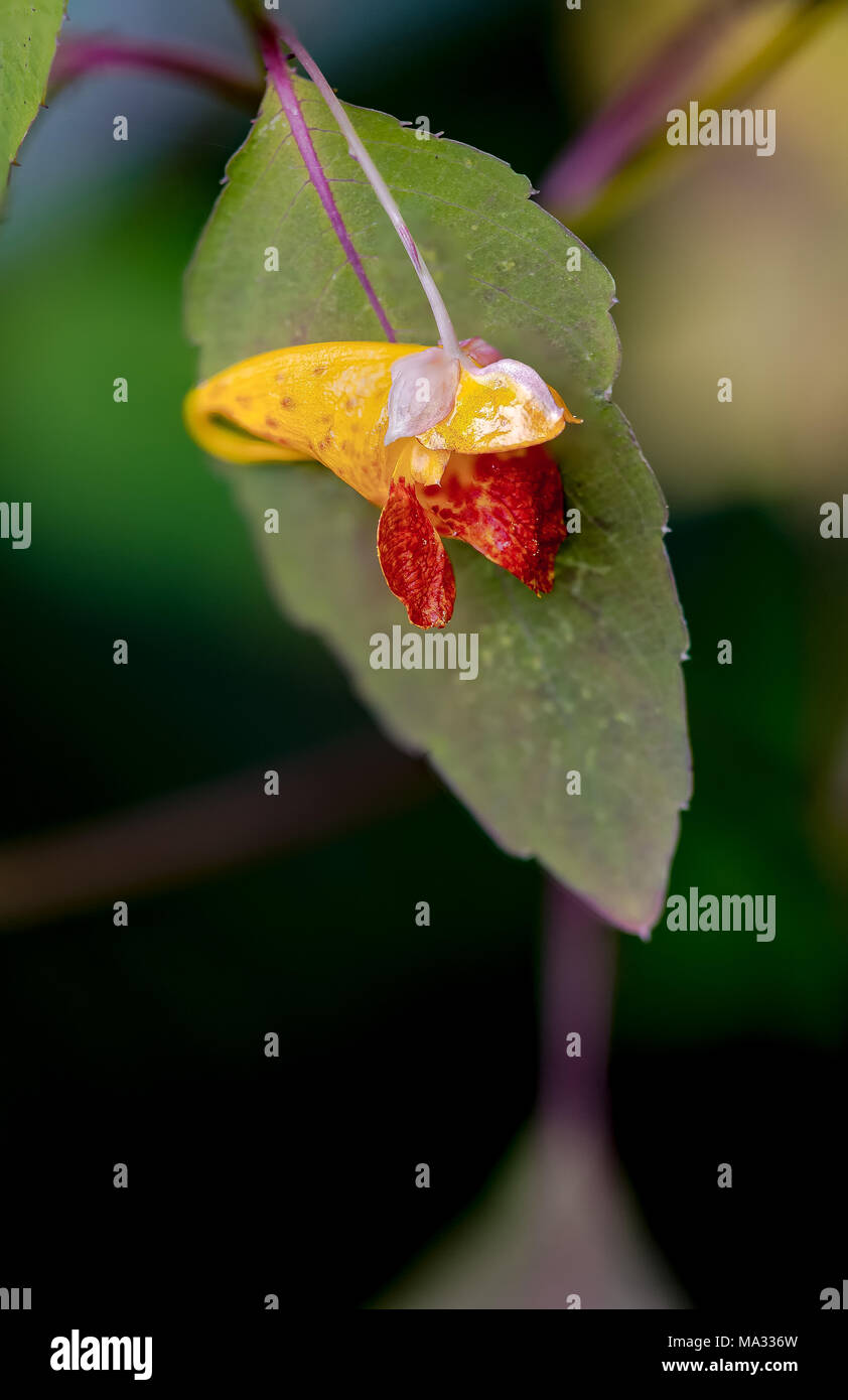Impatiens capensis hires stock photography and images Alamy