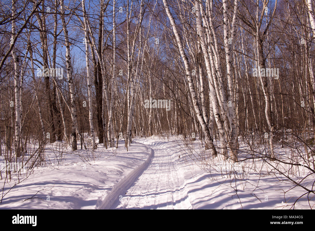 snowy path Stock Photo