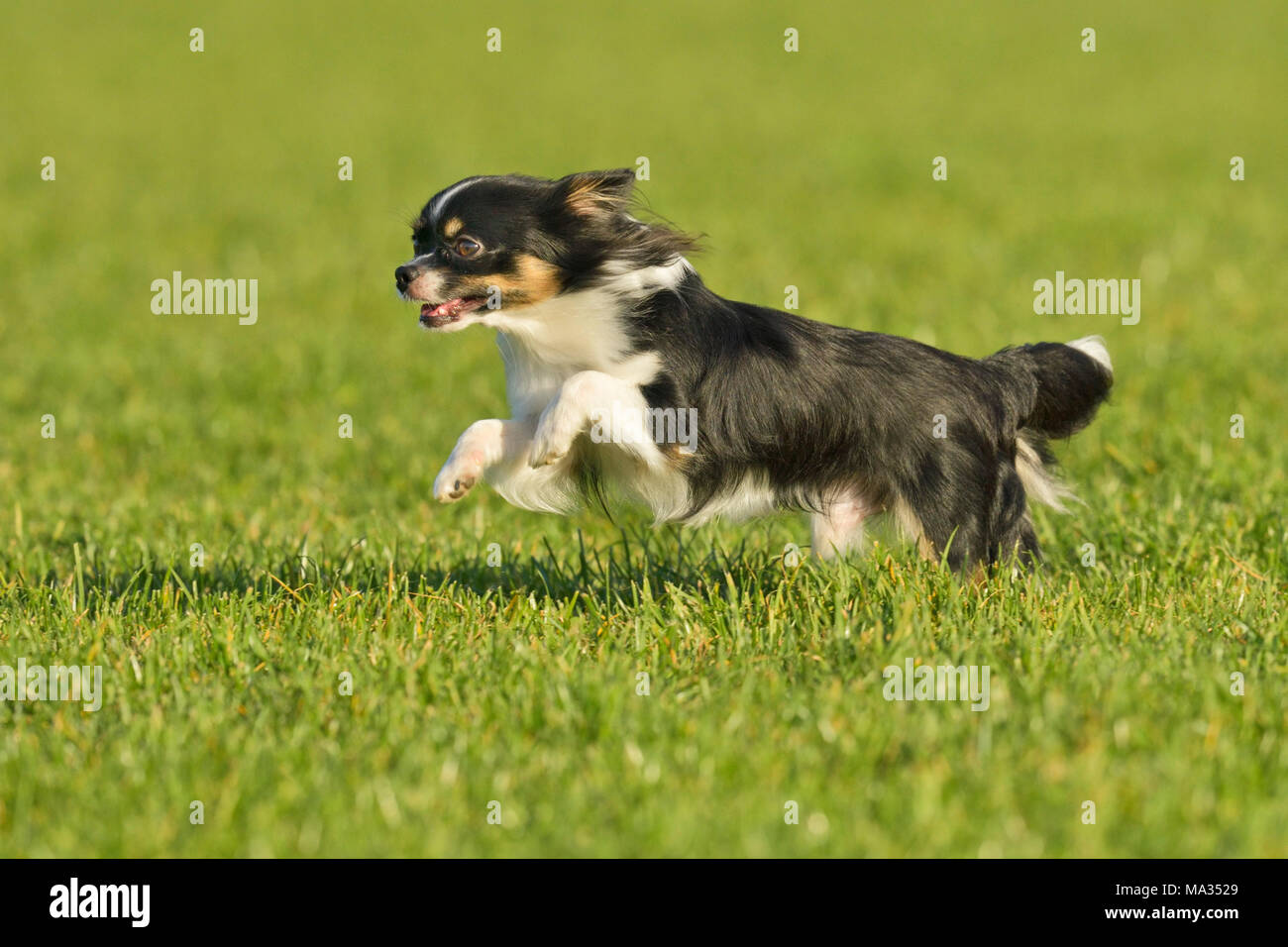 Why Do Dogs Run Sideways